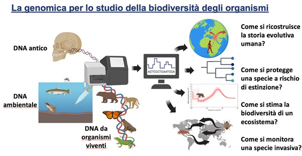 biolevol1.psd